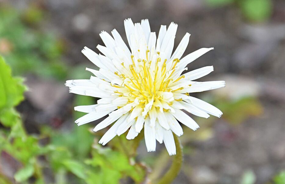 「あぷる」の花壇に咲くシロバナタンポポ