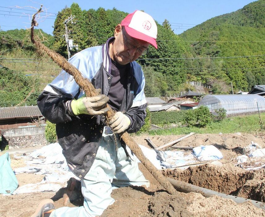 収穫作業はパイプの中で真っすぐ育ったジネンジョを丁寧に掘り出す（和歌山県田辺市龍神村福井で）