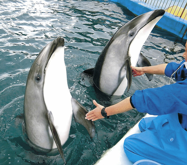 坂井市の越前松島水族館に避難しているカマイルカ。１９日にのとじま水族館に戻る（提供写真）