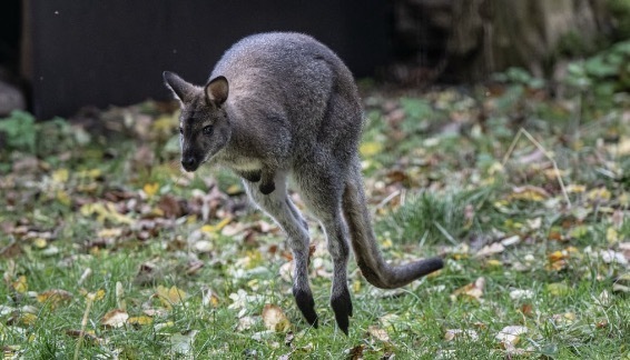 カンガルーのイメージ