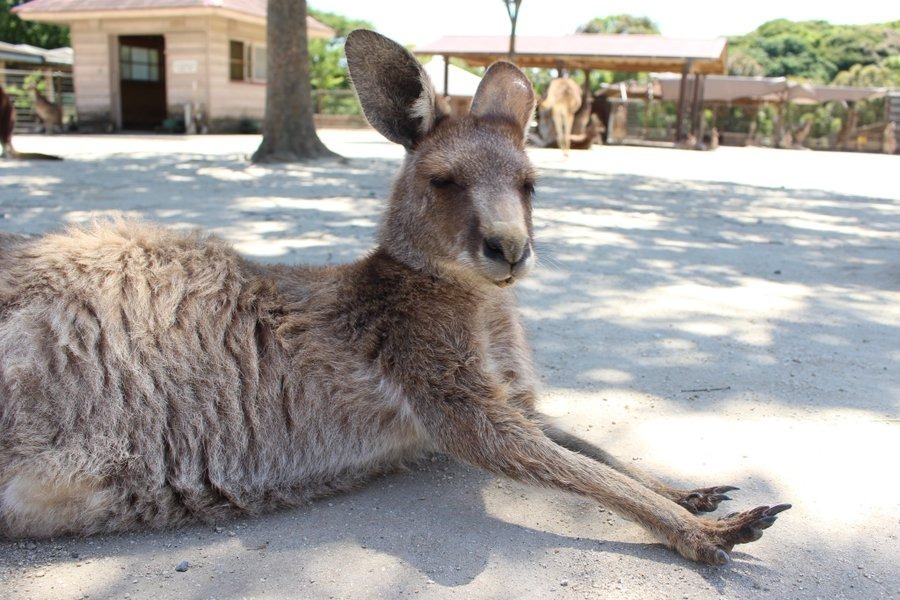 「ひびき動物ワールド」のカンガルー