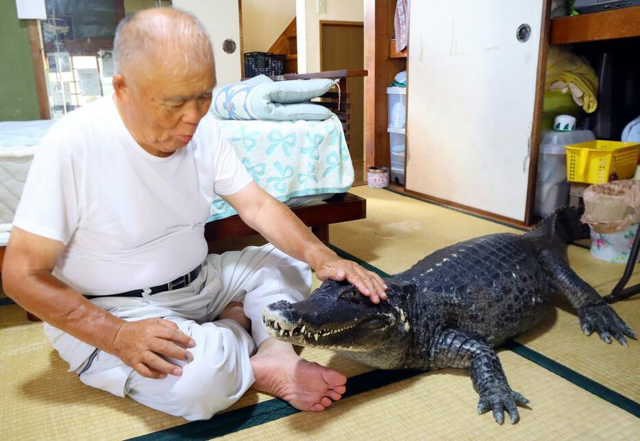 カイマンくんをなでる村林さん（8月1日撮影）