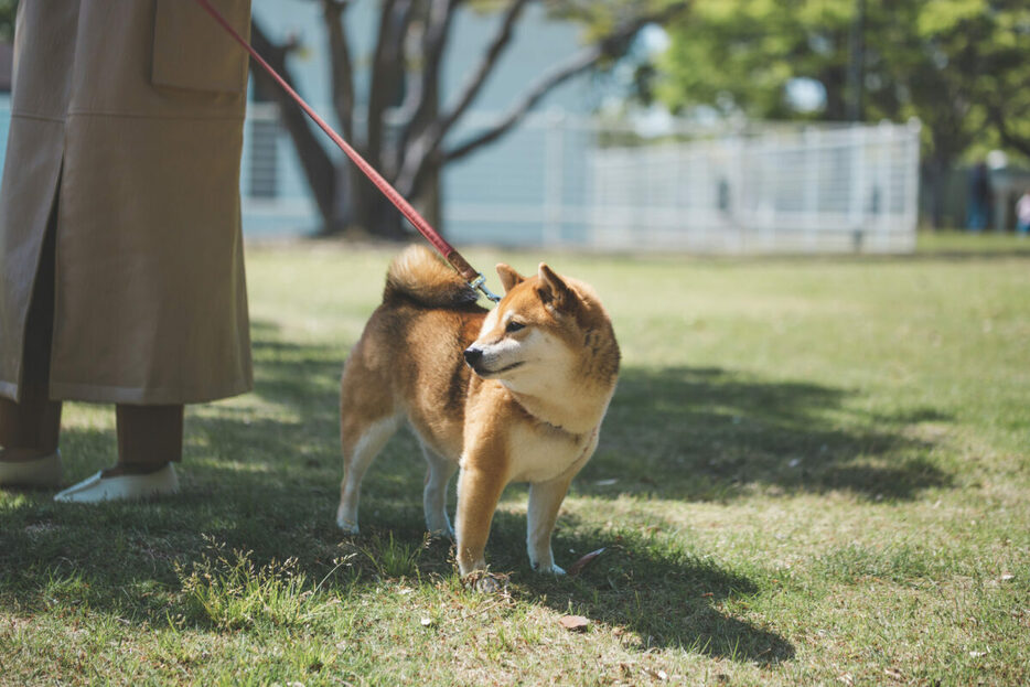 毎日、犬を散歩させないとダメ？