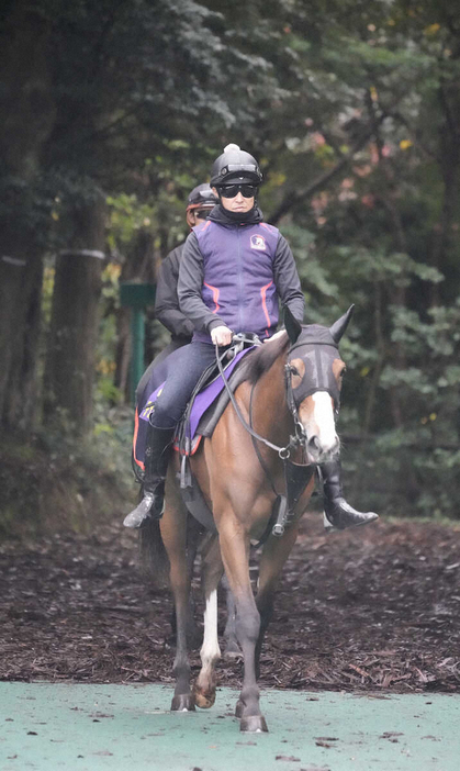 森林馬道を歩くチェルヴィニア（撮影・郡司　修）