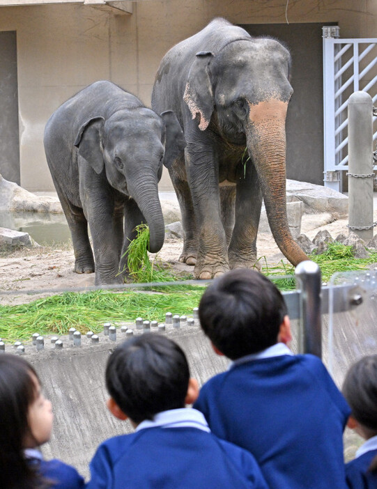 福岡市動物園で一般公開が始まったアジアゾウの「ゆずは」（右）と「わかば」の母子＝福岡市中央区で2024年11月30日午前8時53分、野田武撮影