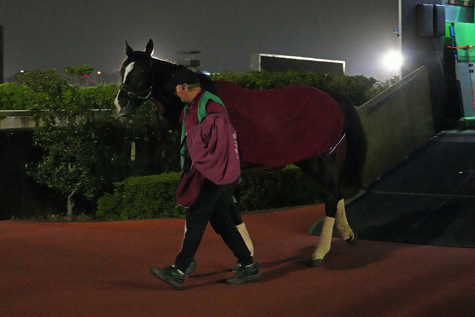 ジャパンCに参戦するアイルランドのオーギュストロダン（C）JRA