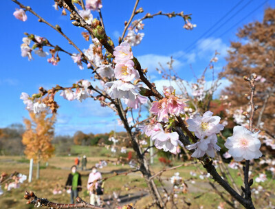 寒風に花びらを揺らし、冬間近を告げるジュウガツザクラ＝１９日、盛岡市本宮・中央公園