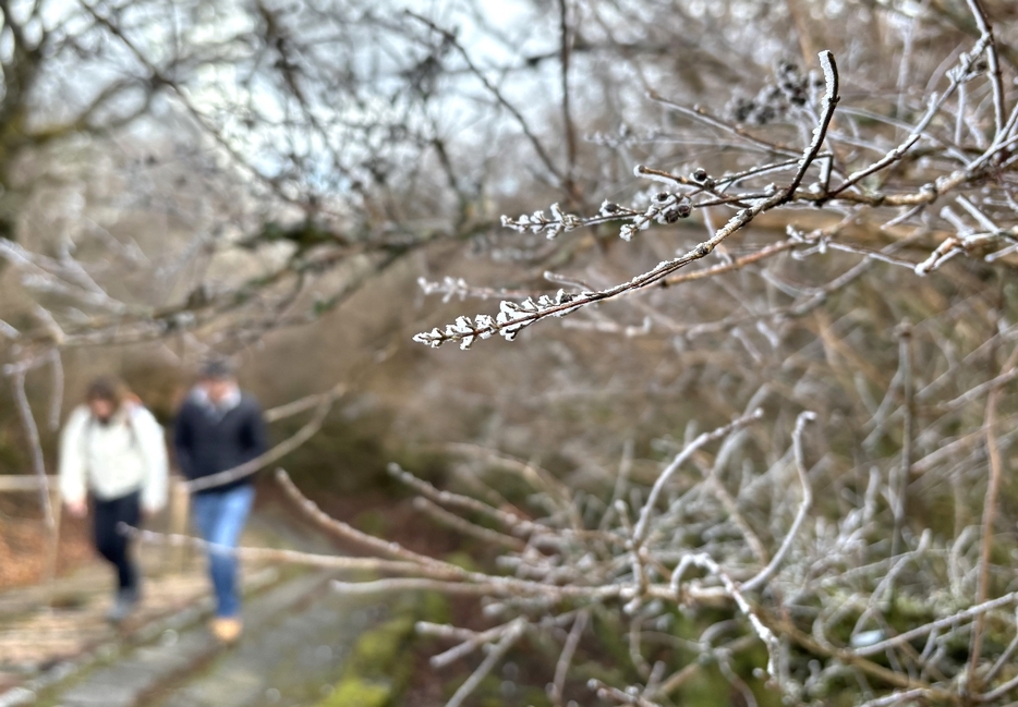 霧氷ができた鶴見岳の山上付近＝28日午後0時43分、別府市