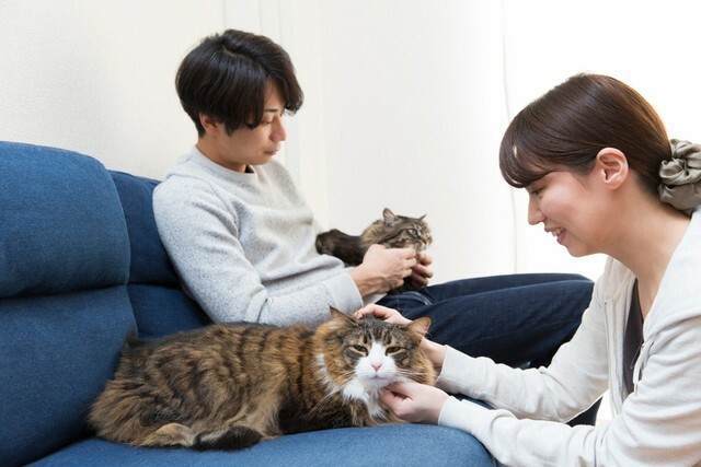 世帯年収が高くなるほどペットを飼っている人が増える傾向　※画像はイメージです（kazoka303030/stock.adobe.com）