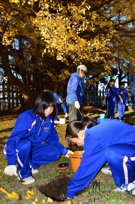 大イチョウの樹勢回復のため、土壌改良の作業を進める根城中の生徒ら