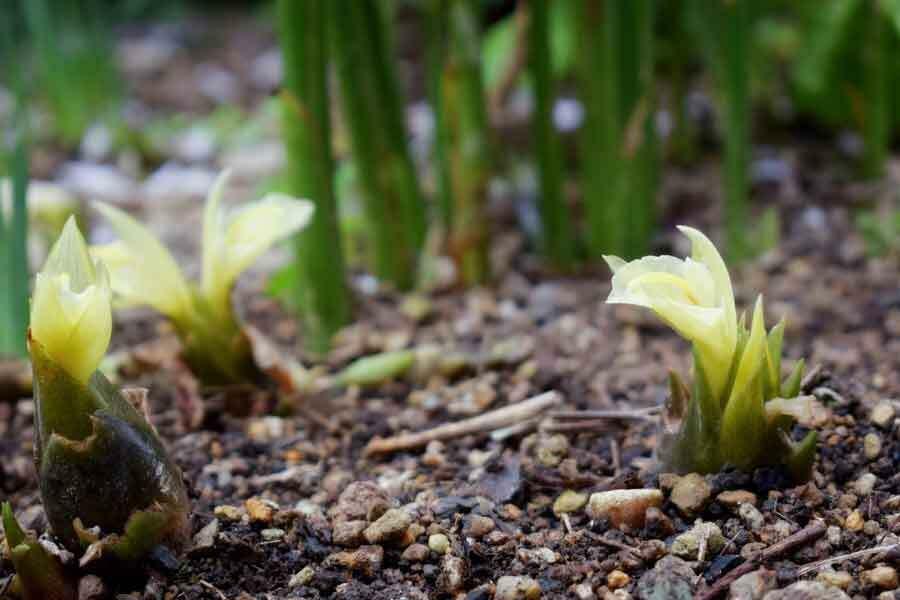 ミョウガの花（写真はイメージ）【写真：写真AC】