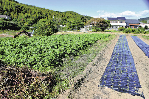 耕作放棄地を活用した農場