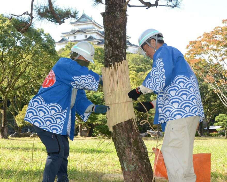 和歌山城公園のマツにこもを巻く職員ら＝和歌山市