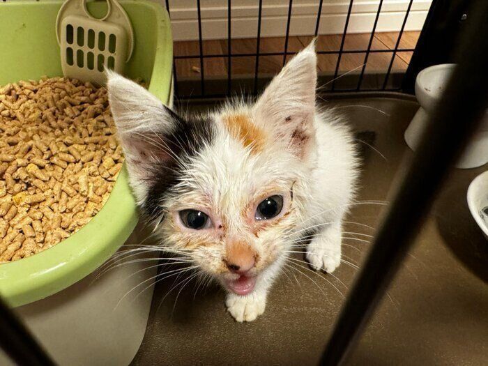 妻の実家から飼い主さんの家にやってきたつきみちゃん。この当時は猫風邪などを患っていたといい、体調がすぐれなかったそう。