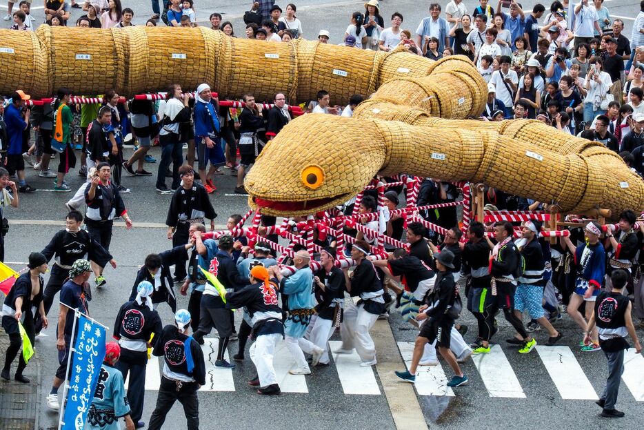 新潟「大したもん蛇まつり」　長い体をくねらせて4キロ以上をパレードする