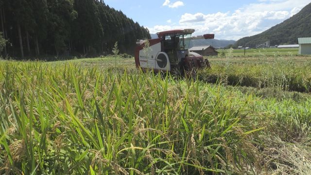 県産米の高値取り引き続く JA越前たけふはコシヒカリ60キロの買い取り価格を2000円アップ