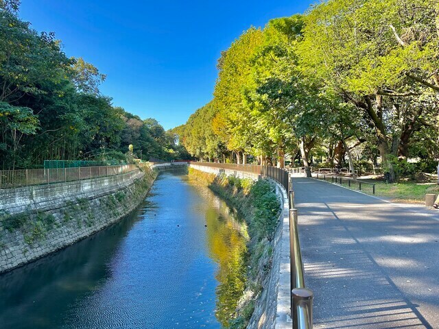 カルガモ一家も泳いでいる善福寺川