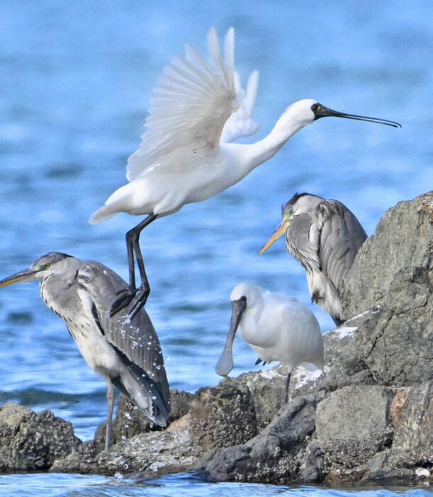 香椎浜の岩礁の上を舞う絶滅危惧種のクロツラヘラサギ（中央上下の2羽）。後方はアオサギ＝福岡市東区で2024年11月7日、野田武撮影