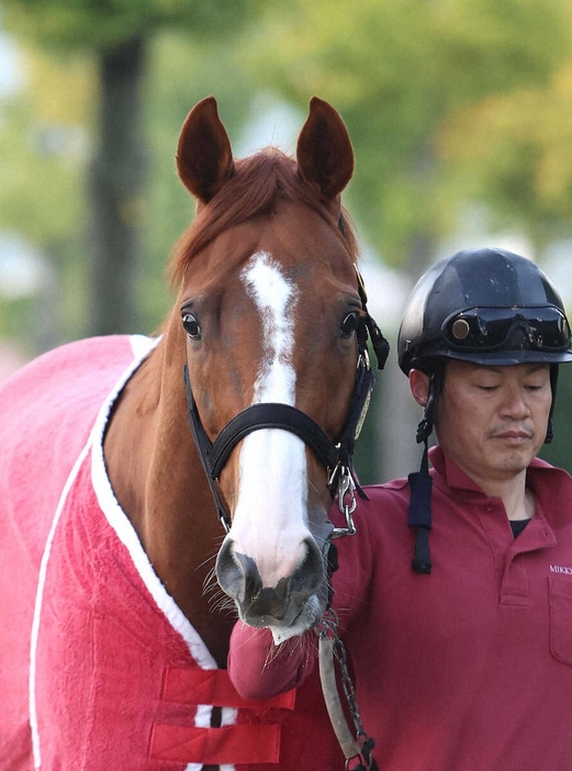 厩舎周りで運動するマテンロウスカイ