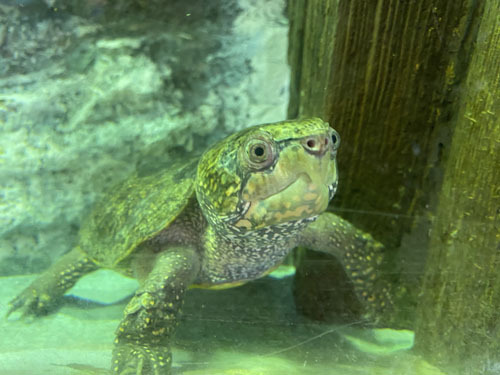 【常設展示されている「オオアタマガメ」＝伊勢市二見町の「ゼロ距離水族館　伊勢シーパラダイス」で（同館提供）】