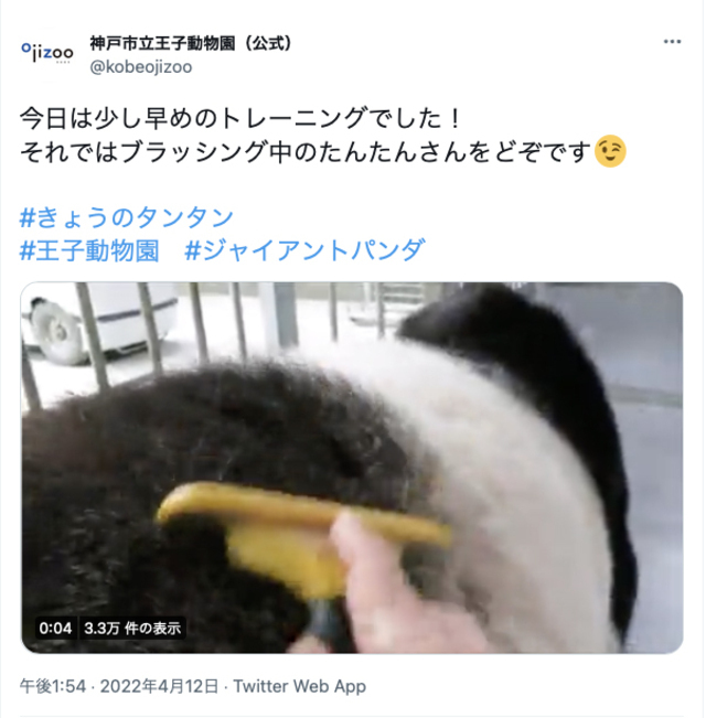 神戸市立王子動物園公式ツイッターより