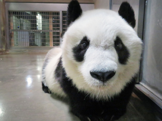 「あら、いたの!?」ビックリ顔です　神戸市立王子動物園公式ツイッターより