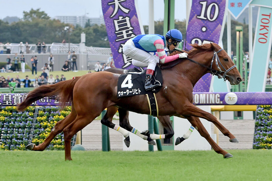 鞍上に再び田辺を配しキャピタルＳに駒を進めてきたウォーターリヒト