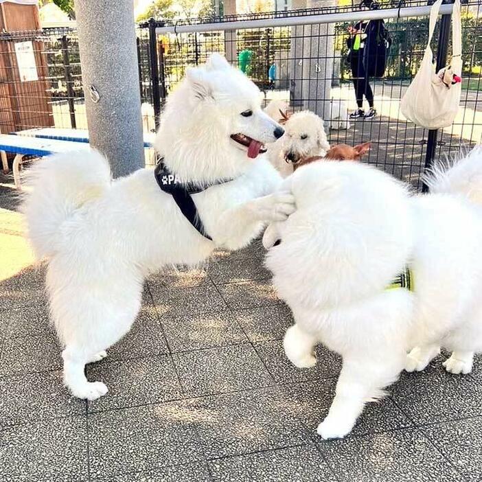 お友達に目隠しされるダッツくん（右）【写真提供：サモエドのダッツ（@samoyed_dazs）さん】