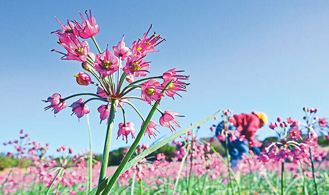 11月に入って開花したラッキョウの花。あちこちで生産者が腰を曲げ手作業で除草していた（鳥取市で）