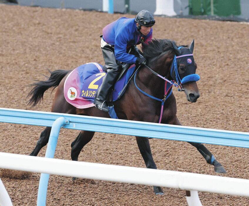 ウッドチップコースで追われるウィルソンテソーロ