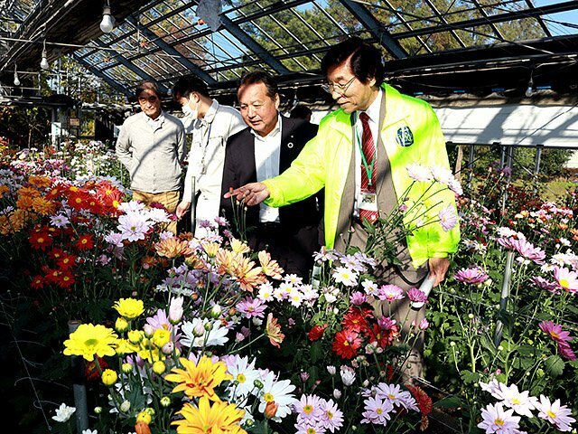 新品種の商品化に向けてスプレーギクを選ぶ委員＝南砺市園芸植物園