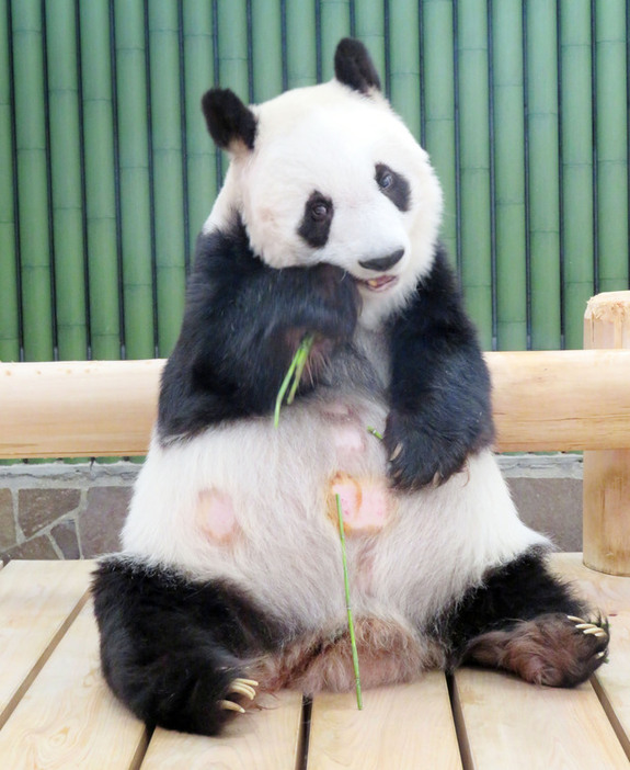 細いけど、タケノコです　写真提供:神戸市立王子動物園