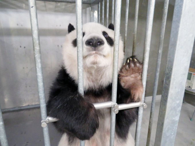 まるで、手を振っているみたいですね　神戸市立王子動物園ツイッターより