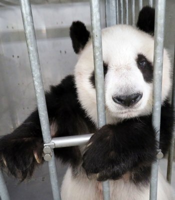 「何よ、また“しゃしん”を撮っているの？」　写真提供:神戸市立王子動物園