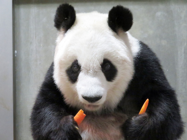 「ん？　あげないわよ」　写真提供:神戸市立王子動物園