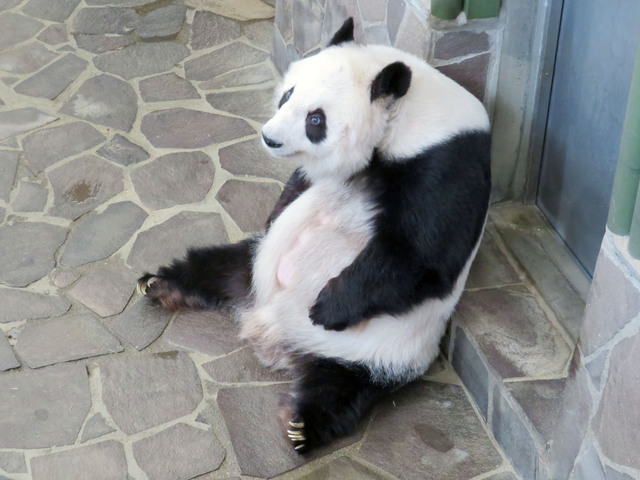 目が合いましたね　神戸市立王子動物園公式ツイッターより