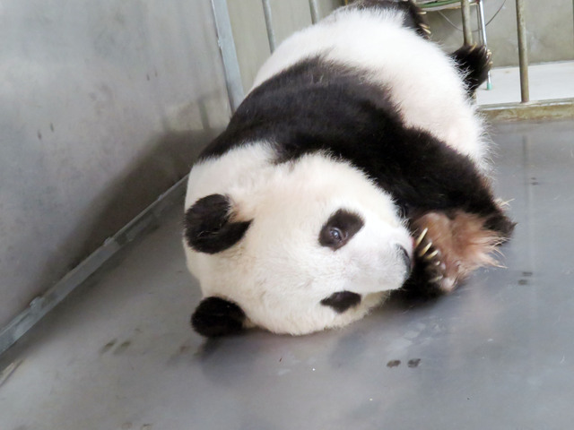 床でゴロゴロ　神戸市立王子動物園ツイッターより