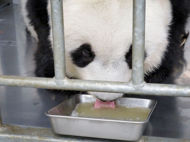 勢いよくペロペロ。やっぱりお好きなんですね　神戸市立王子動物園ツイッターより