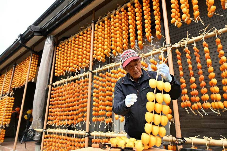 軒下いっぱいに天日干しされる「伊自良連柿」＝２２日午後１時５０分、山県市平井、佐野敬二さん宅