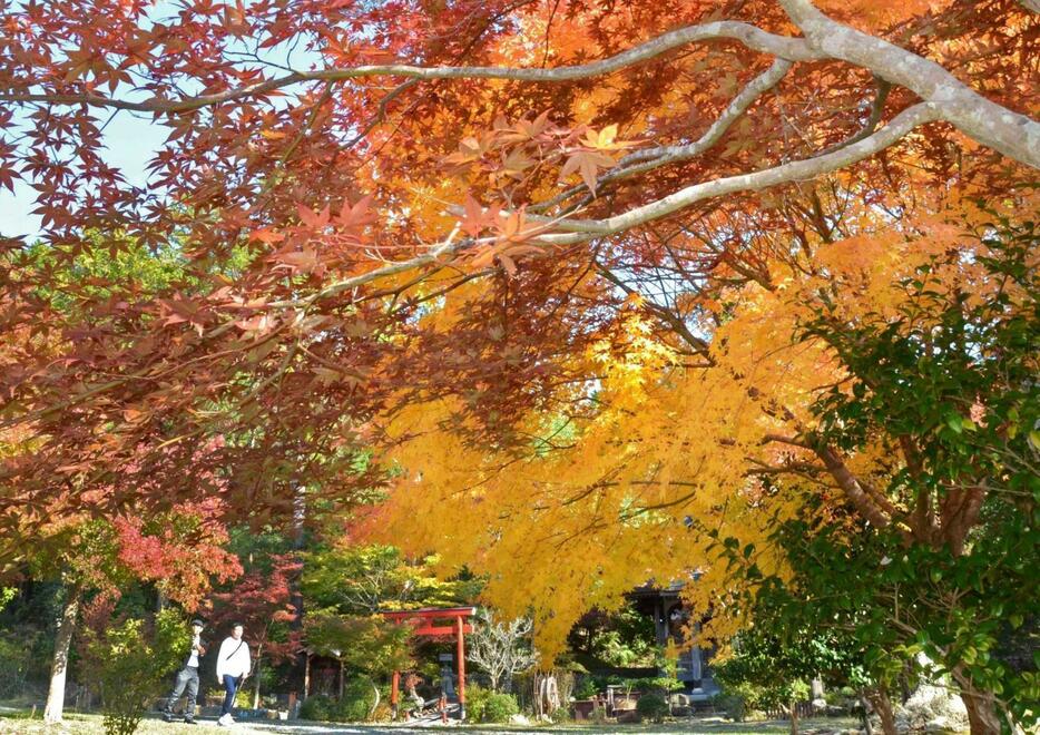 赤や黄のモミジに彩られた境内＝光明寺