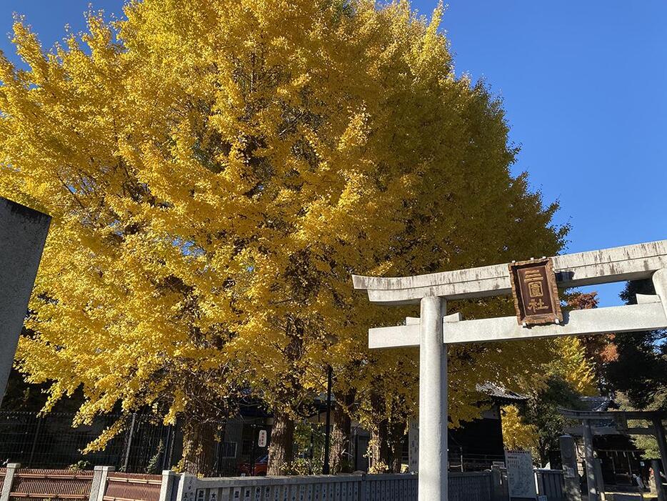 三囲神社のイチョウ