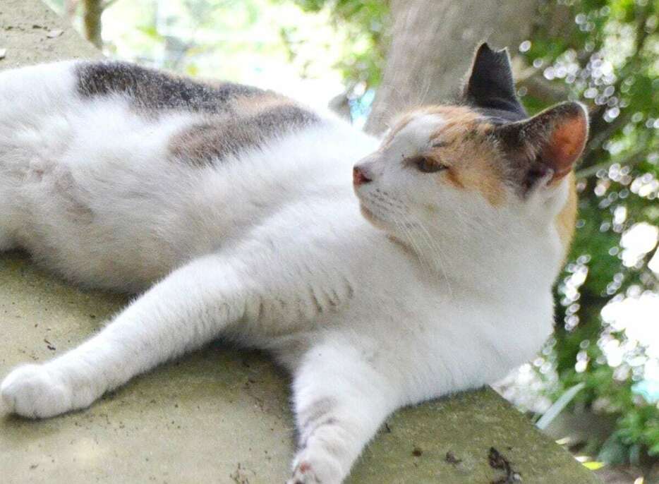 屋外でくつろぐ三毛猫。サクラの花びらのようにカットされた耳はTNRの印だ