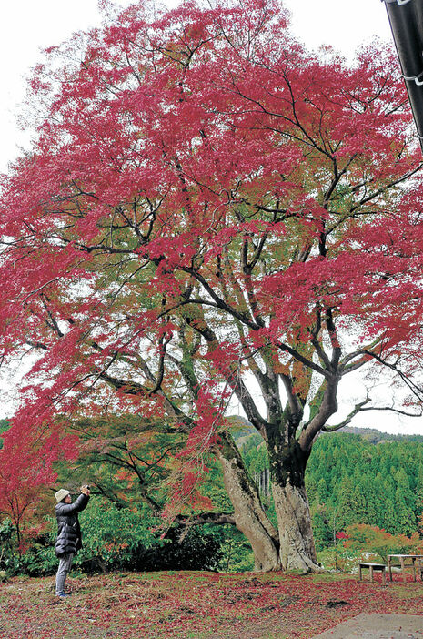 鮮やかに紅葉したヤマモミジ＝輪島市門前町谷口の西慶寺