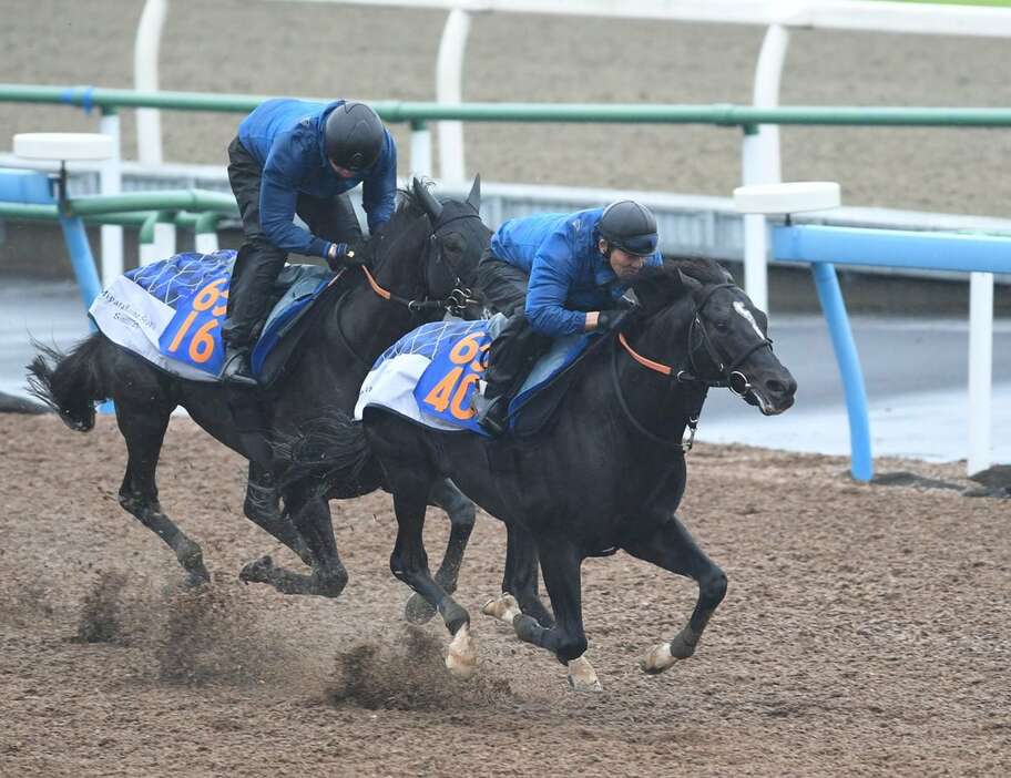 アドマイヤハレー（手前）　＝10月30日、美浦トレセン（撮影・菅原和彦）