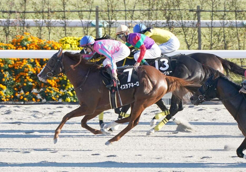 室町Sを制したイスラアネーロ＝京都競馬場（撮影・榎本雅弘）