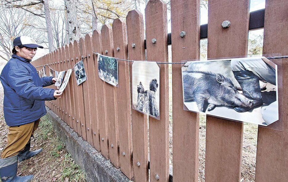 飼育員が撮影した園内の動物の写真を並べた「写真動物園」。飼育員の長靴の上で眠るイノシシなど、普段見られない姿の写真ばかり