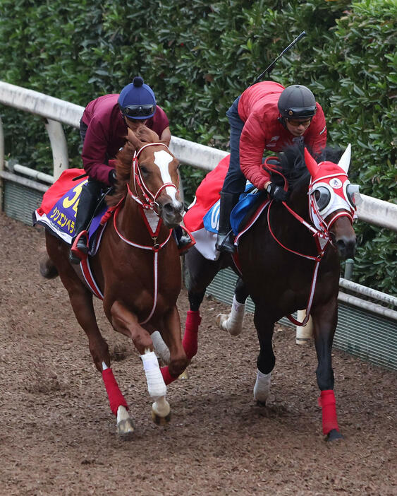 坂井騎手を背に坂路をビダーヤ（右）と併せ馬で追い切るシンエンペラー（撮影・白石智彦）