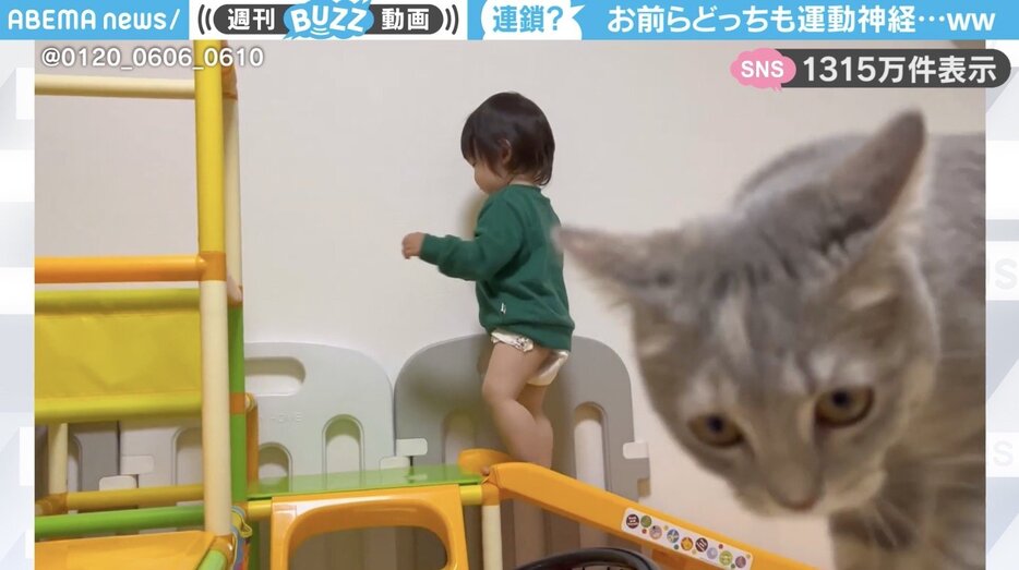 幼い男の子と猫