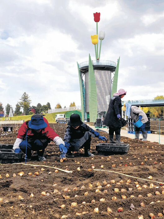 大花壇で球根を植え込む参加者＝砺波市の砺波チューリップ公園