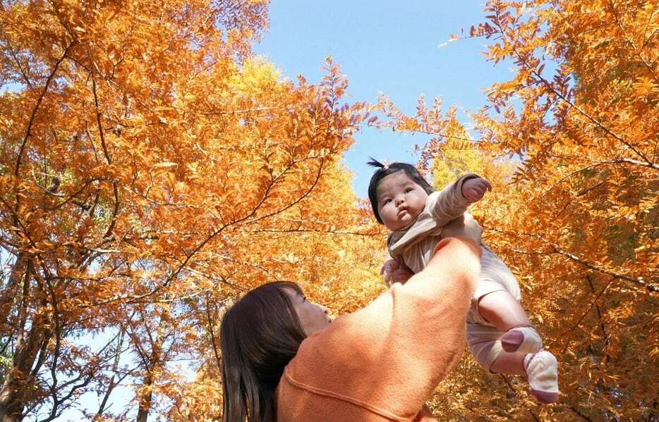 見頃を迎えたメタセコイアの紅葉＝20日午後、神戸市北区の神戸市立森林植物園（鳥越瑞絵撮影）